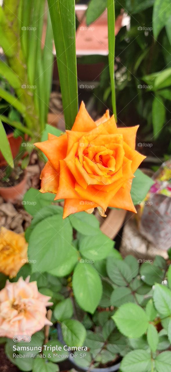 Rose Ros Orange