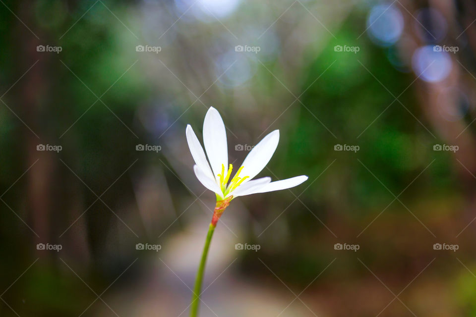 White flower outdoor 