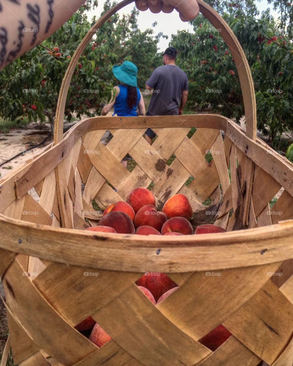 Peaches are ready for pickin’! 