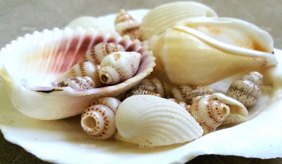 Seashells on large shell