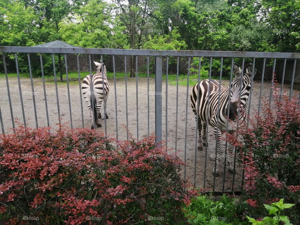 Funny zebras in zoo