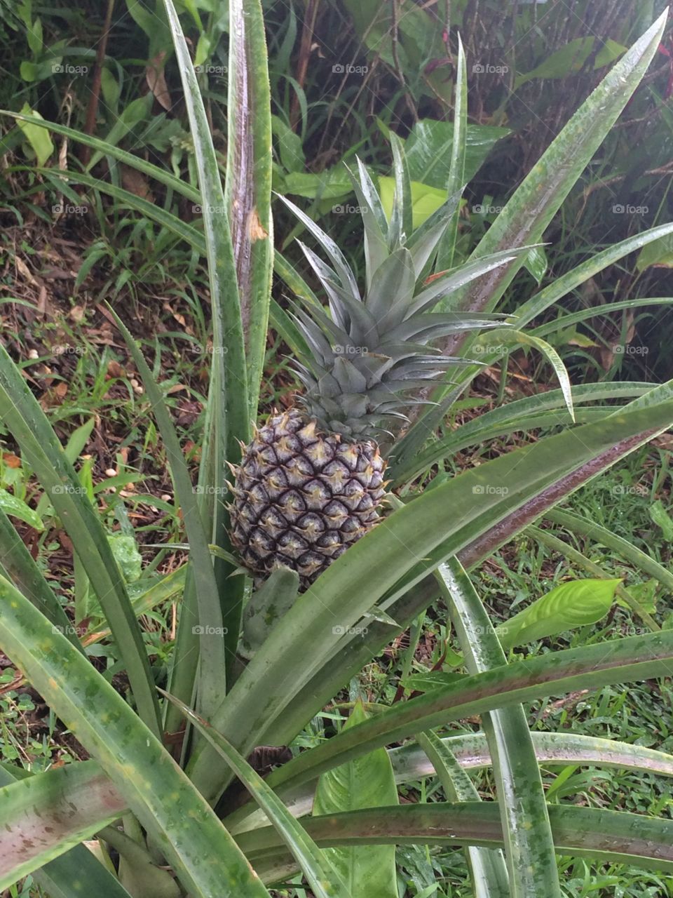 Wild pineapple 