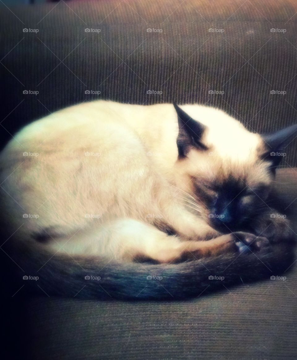 Sleeping Siamese. My cat napping as a kitten