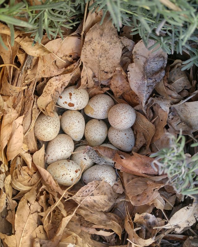 Eggs in a nest