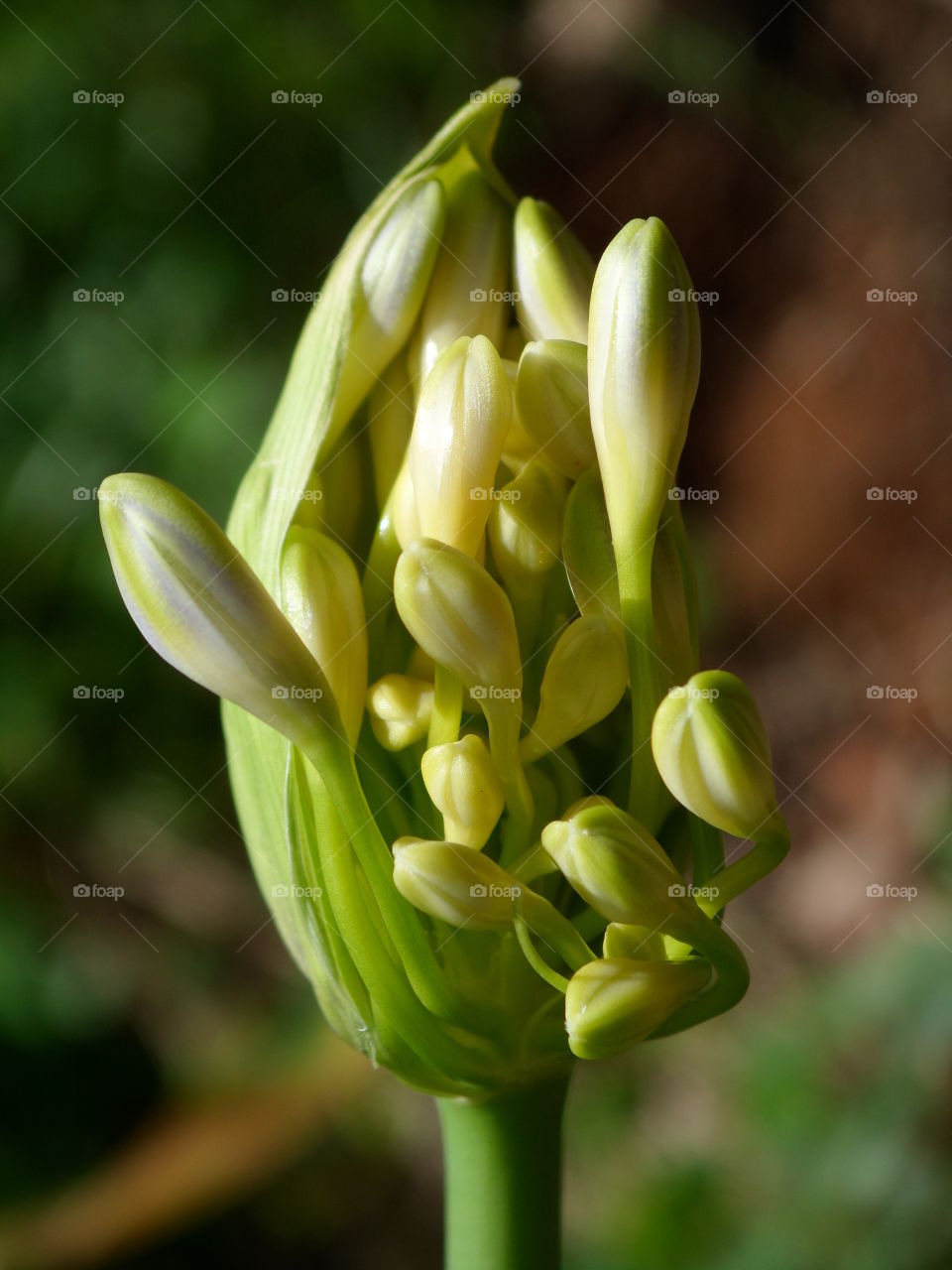 Plant blooming with new flowers