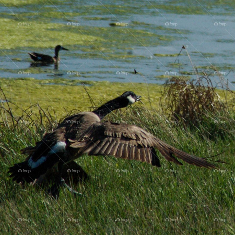 Canada goose with one wig spread running to take off