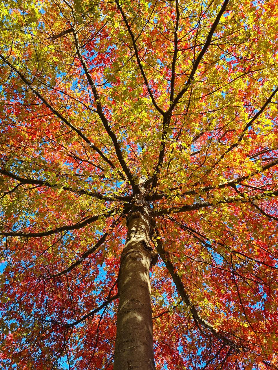 Proud as a tree