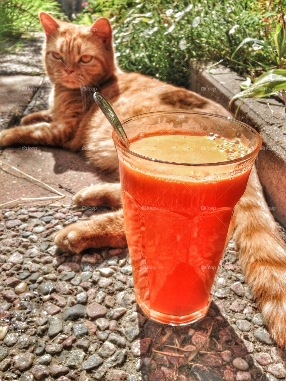 cat and juice