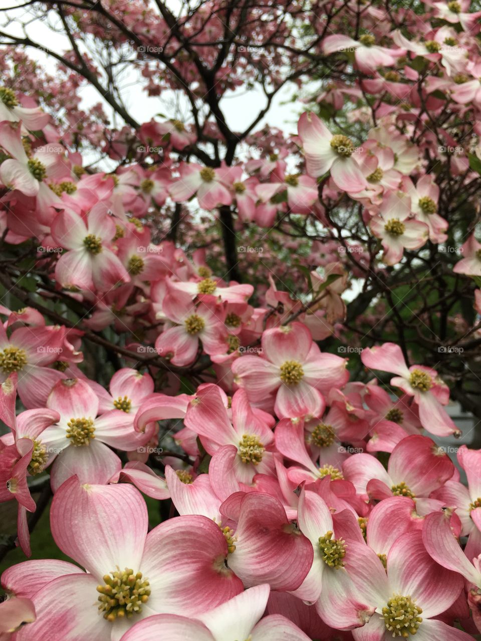 Rainy day dogwoods