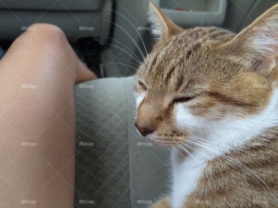 Cat enjoying a car ride