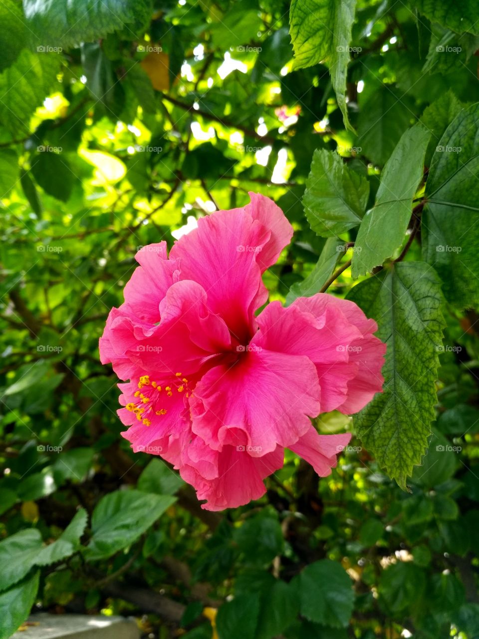 Beautiful Hibiscus