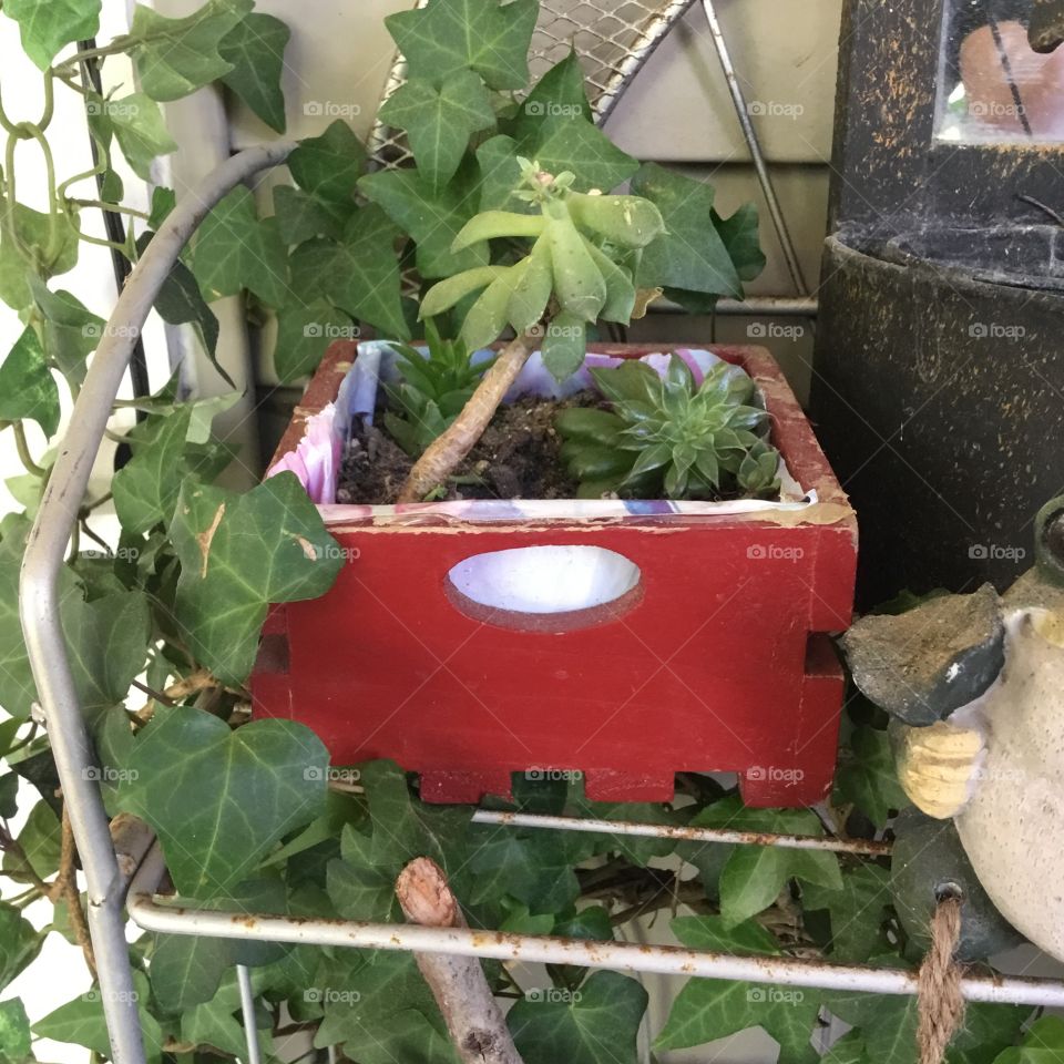 Green plants in a red painted wooden crate