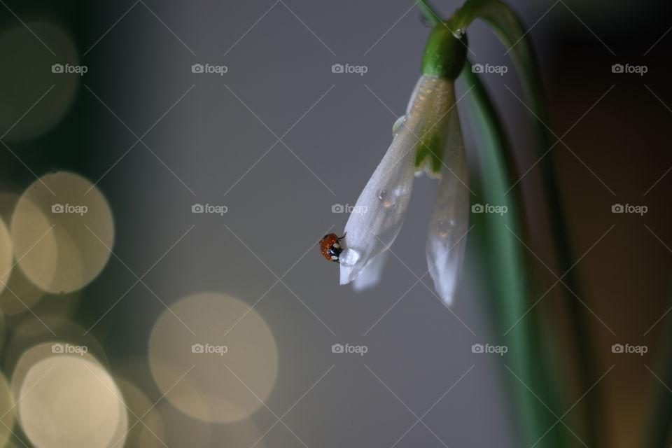 Snowdrop and ladybug 