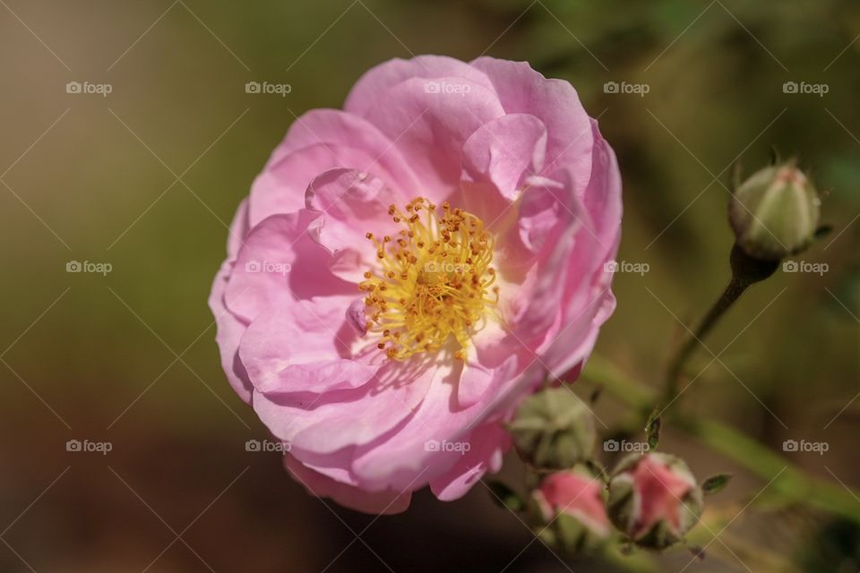 Damark Rose, Persia Rose ,Mon Rose