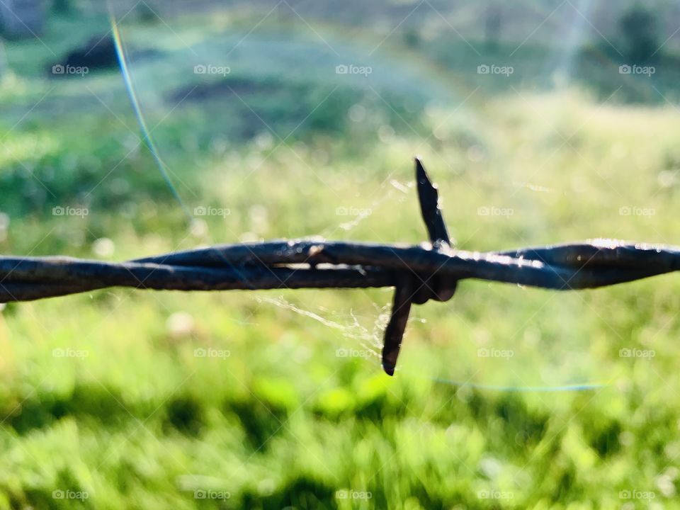 Closeup of dew-covered barbed wire against a blurred grass background with sun flare 