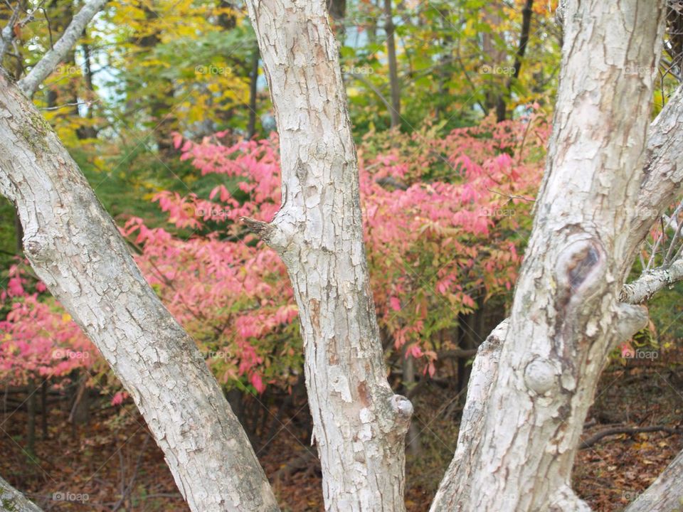 Cork Bark Burning Bush