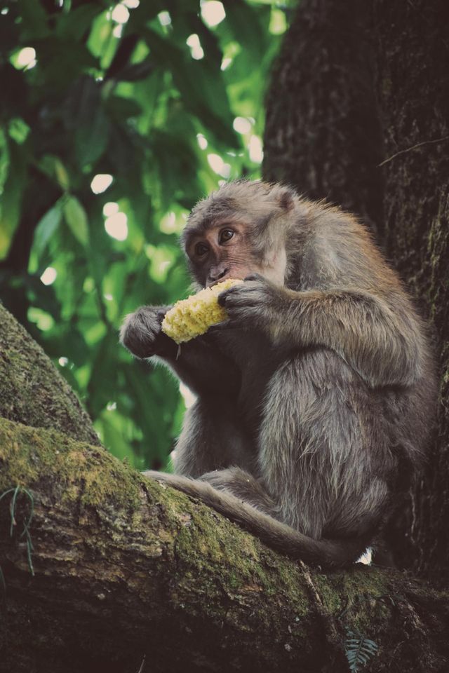 The interaction between nature and animals