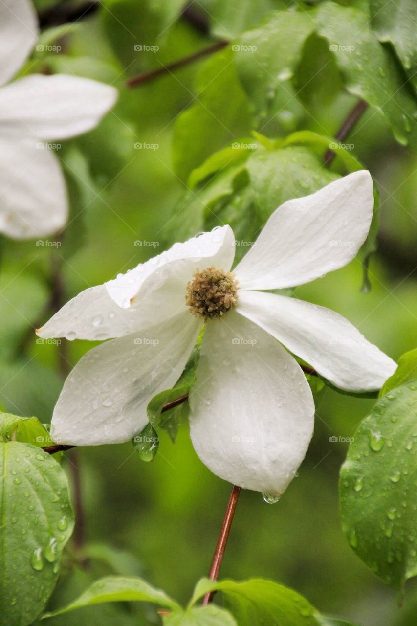 dogwood flower