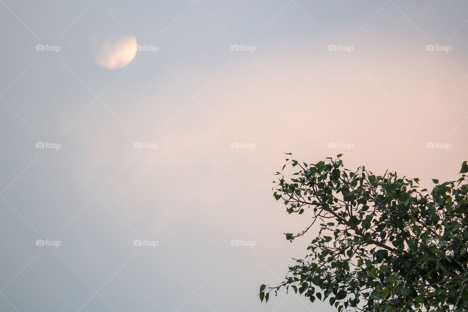 scenic blue sky with tree top