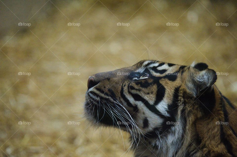 Tigress looking to the spirits in the sky