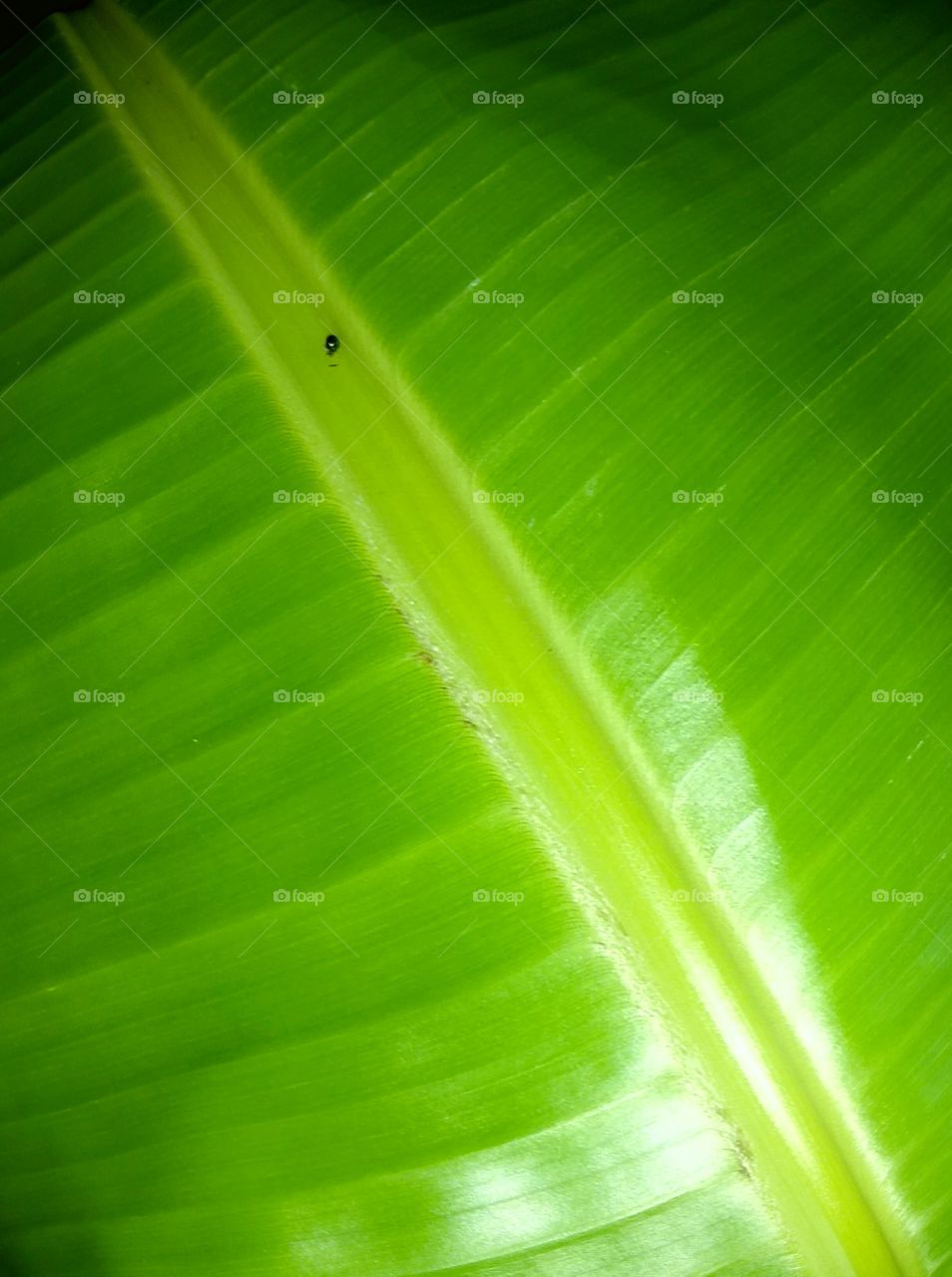 green leaf