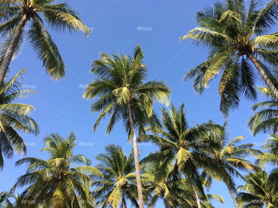 Coconut trees and blue sky 