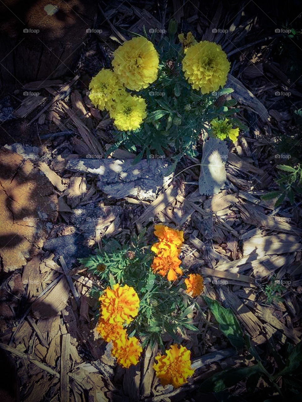 Marigolds