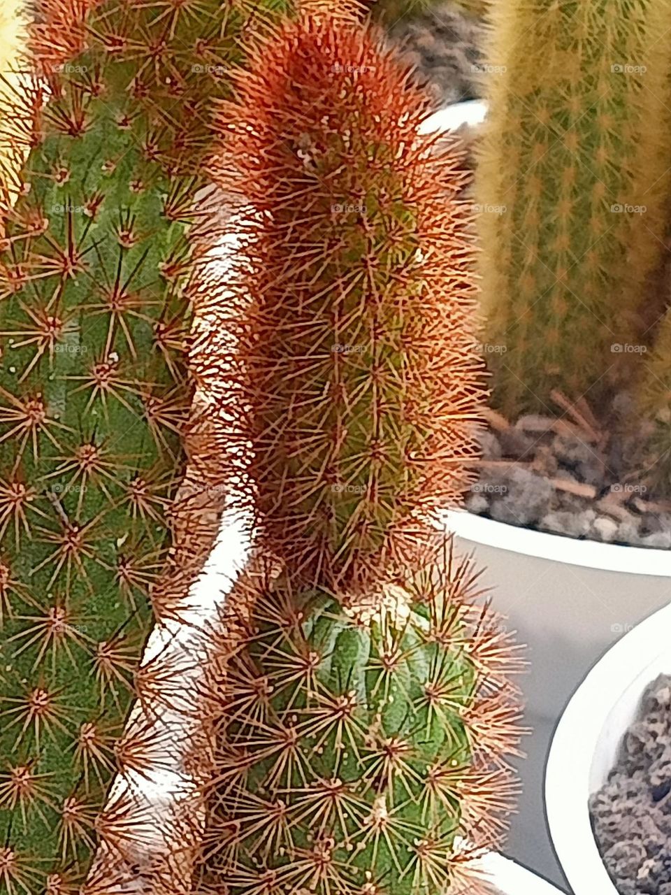 cactus