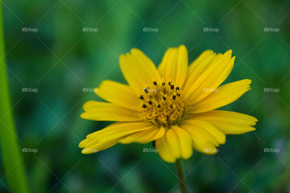 Yellow flower