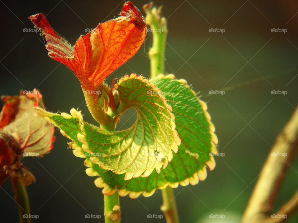 leaf closeup  click  amazing