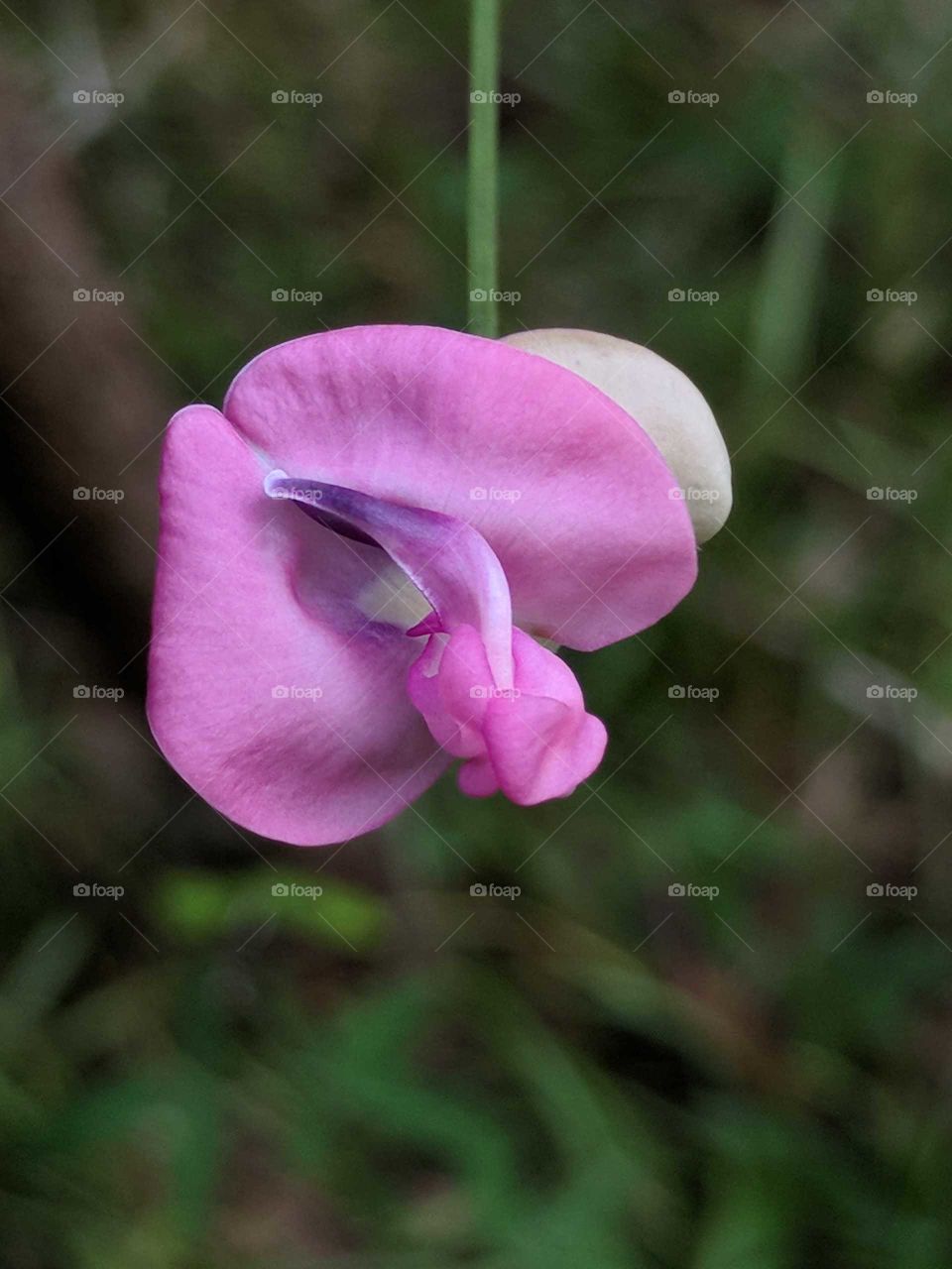 Dark Pink Wildflower