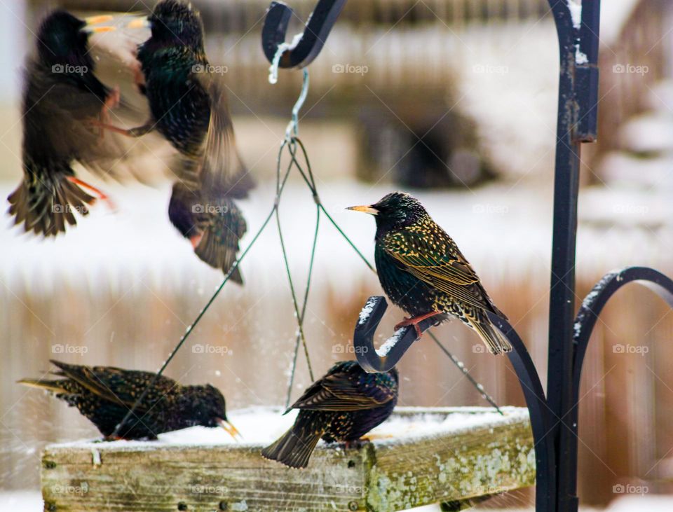 Birds on a bird feeder, eating, playing, chilling. 
