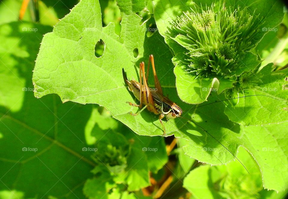 Grasshopper. Picture taken in macro mode