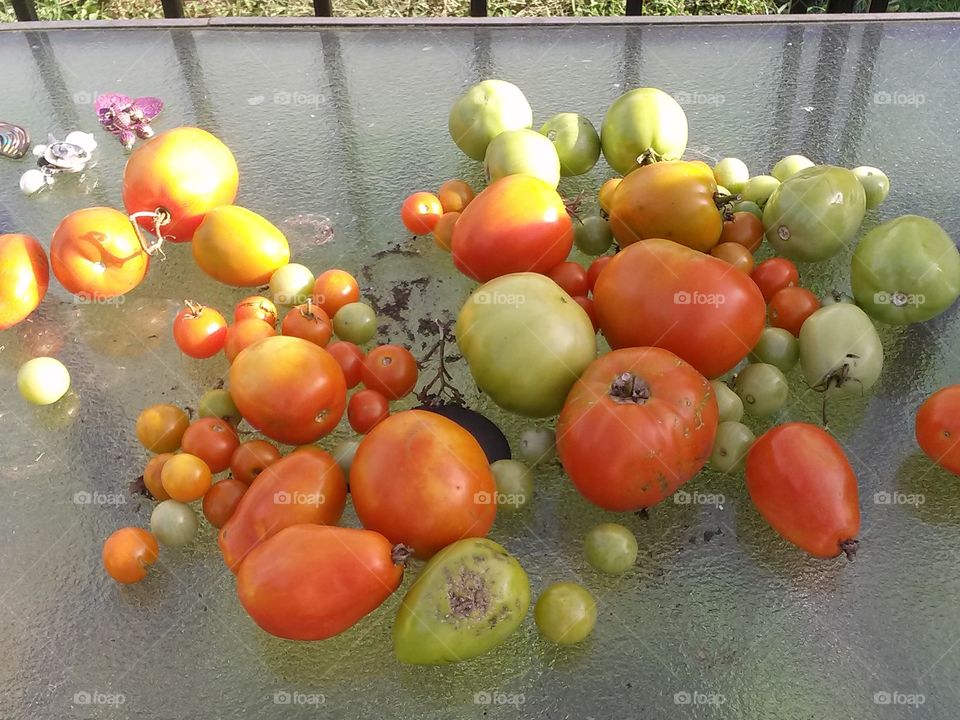 Red Green Tomatos