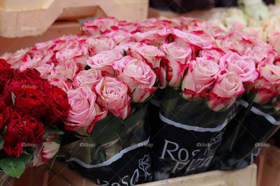 Pink roses