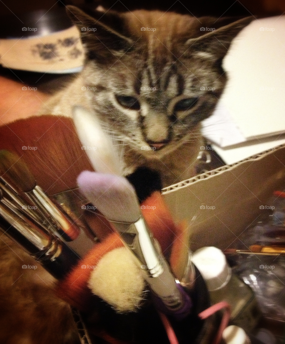 cat animal curious brush by analia