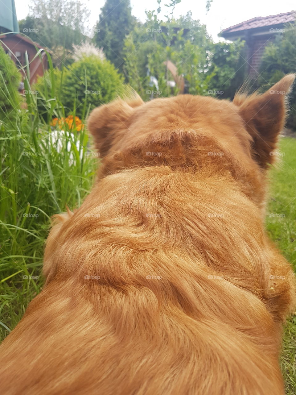 dog in grass