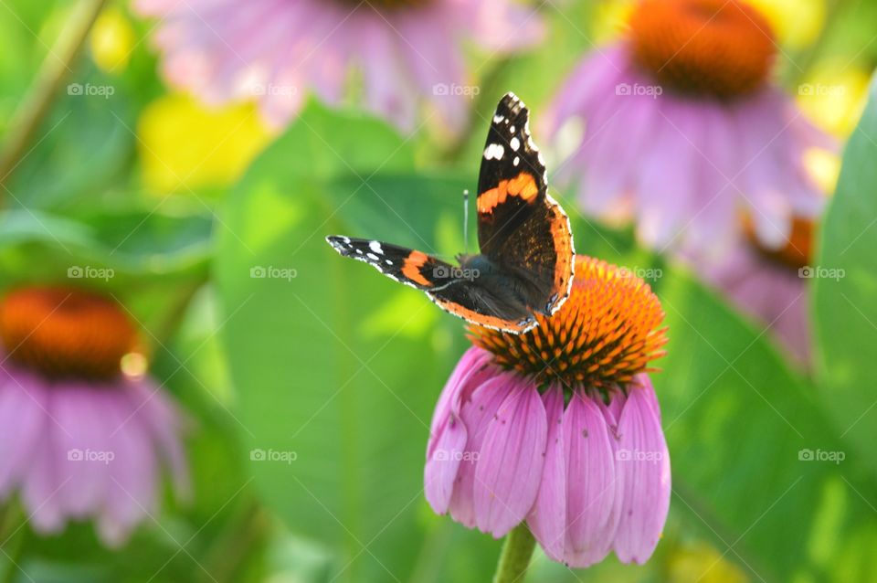 Butterfly Flutter 2