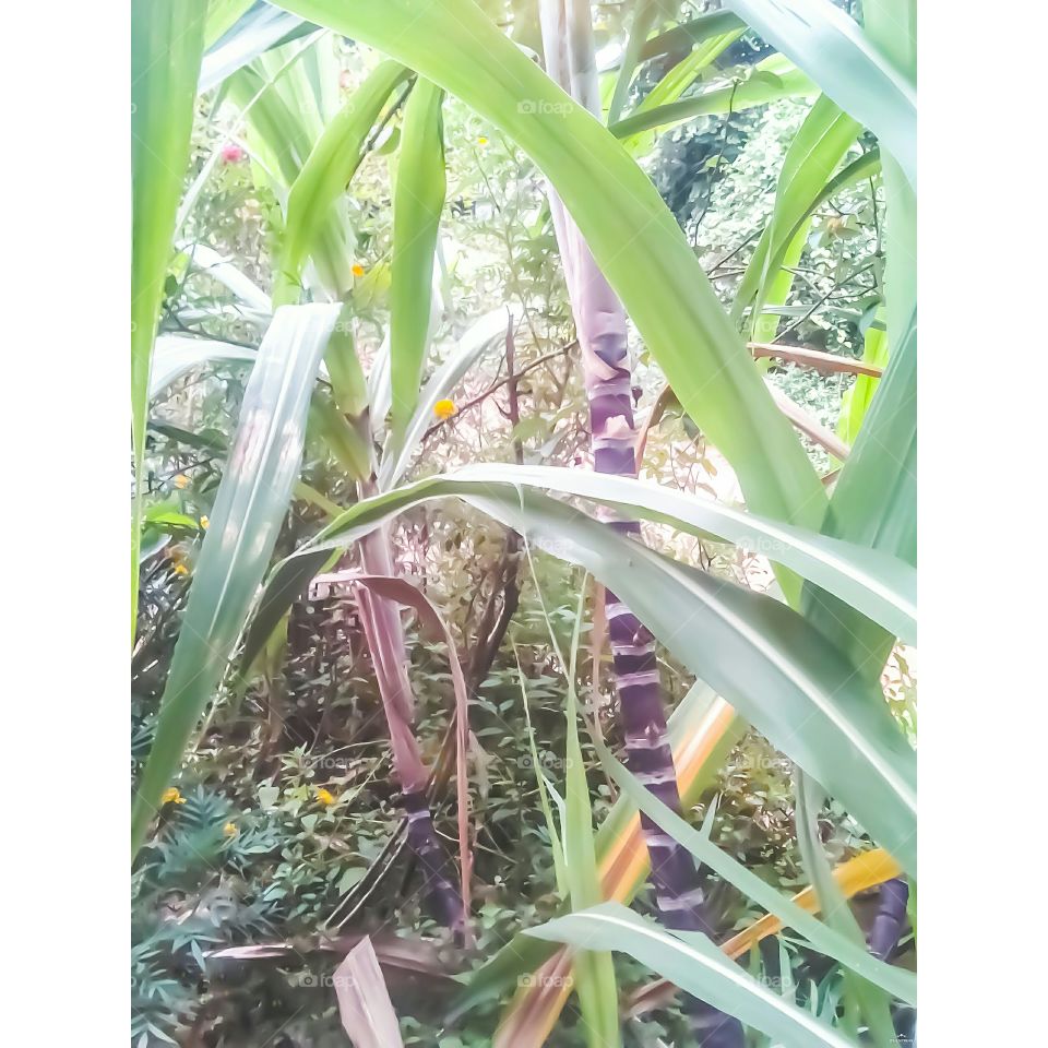 sugarcane