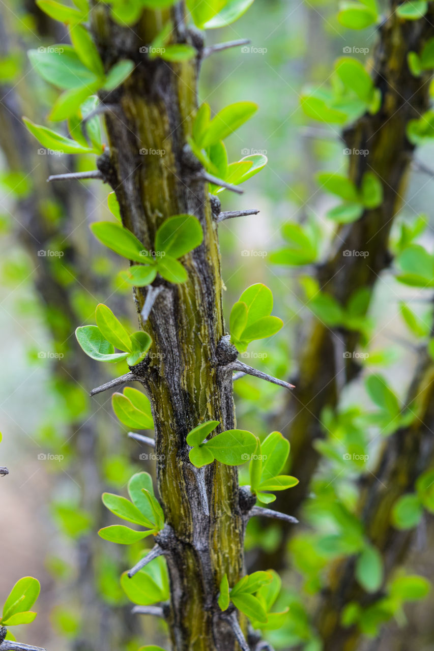 Nature, Leaf, No Person, Wood, Growth