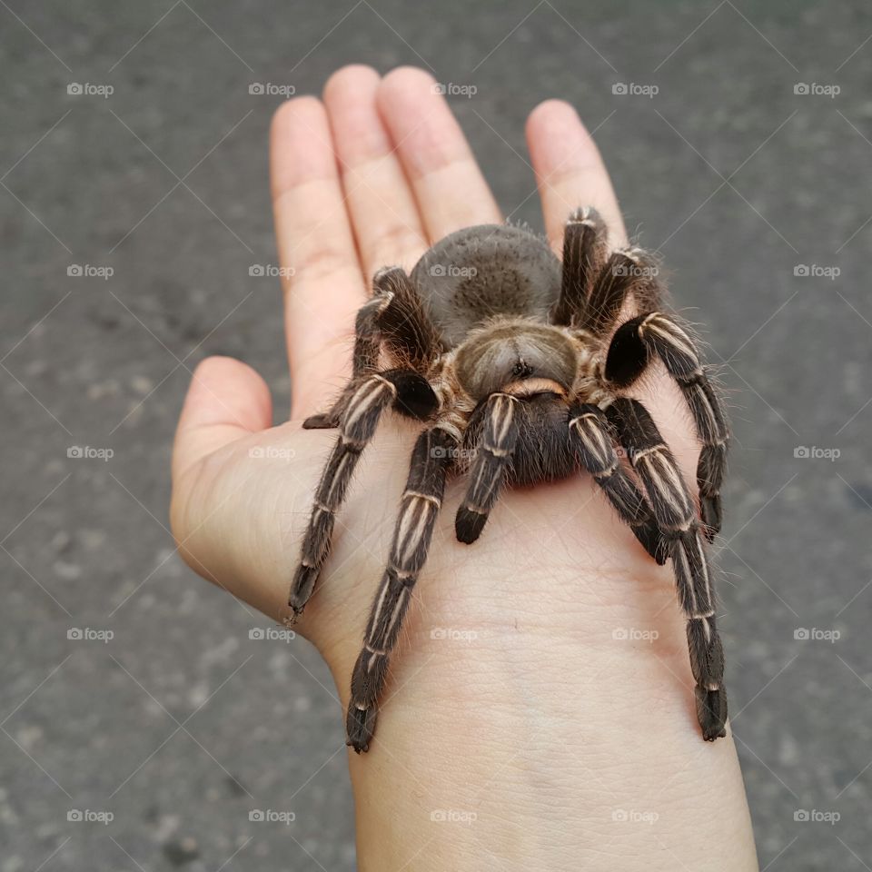 Tarantula