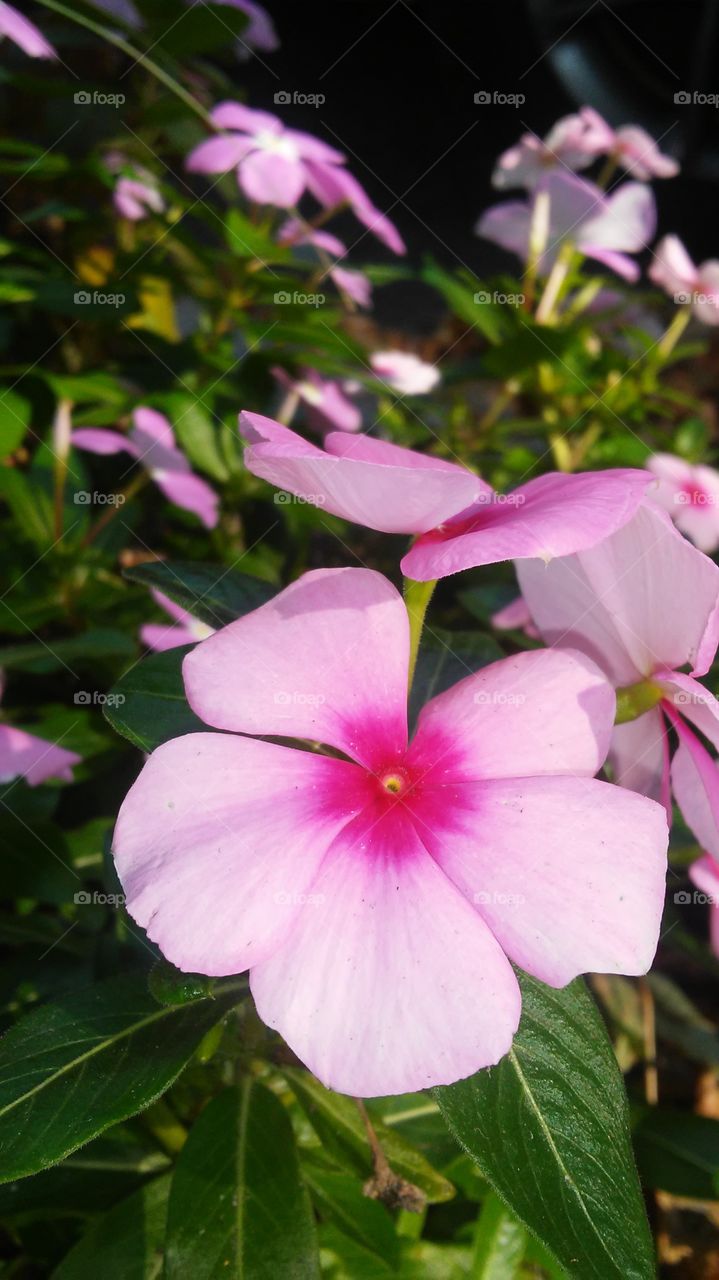 Nature, Flower, Flora, Leaf, Garden