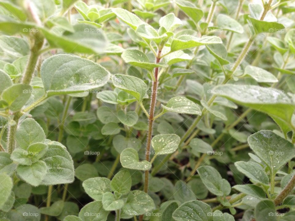 Oregano