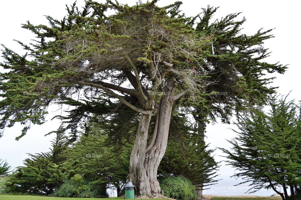 Iconic tree, on 17 mile drive near San Francisco 