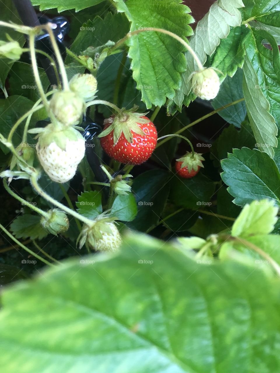 Harvest the strawberries