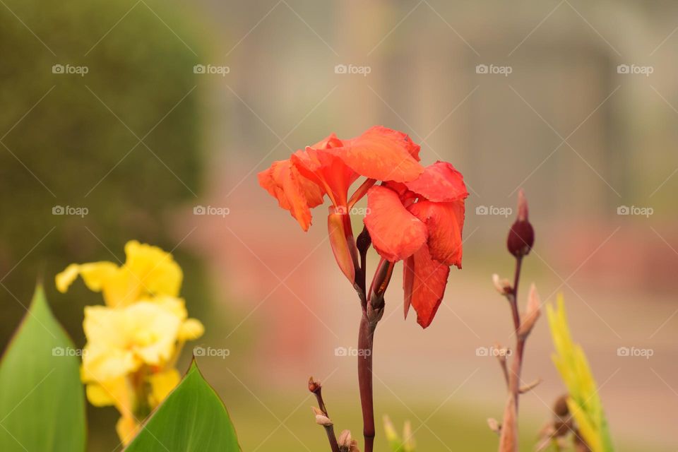 Vivid Orange Big Canna Flower on Blur Background