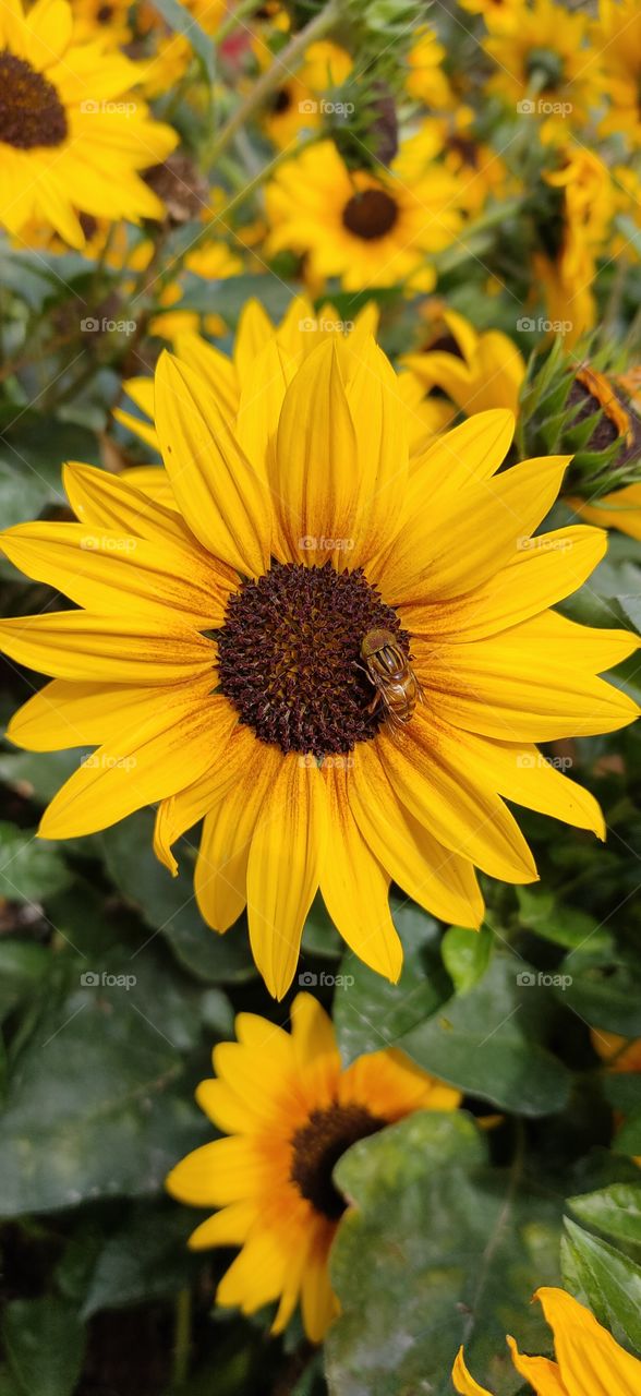 sunflower and bee