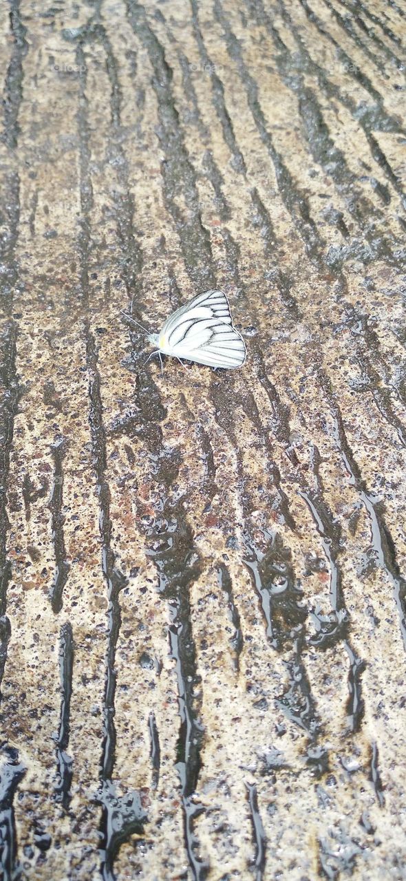A white butterfly perched on a wet terrace