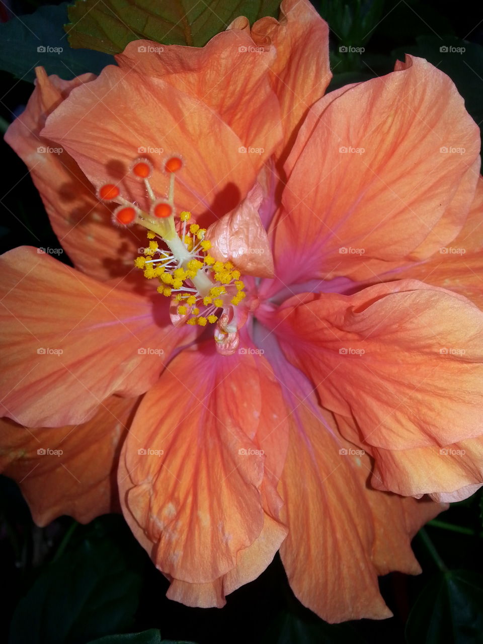 Double Ruffle Hibiscus
