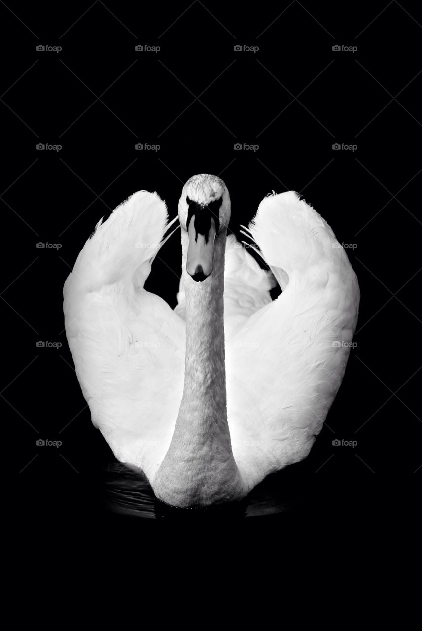 White swan in black water